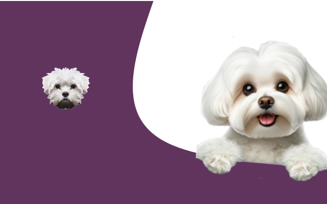 Zucht-Website Relaunch: Laisy Malteser